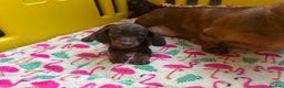 Miniature Dachshund dogs for sale: Beautiful Mini Dachshund Puppies READY  - Advert 4