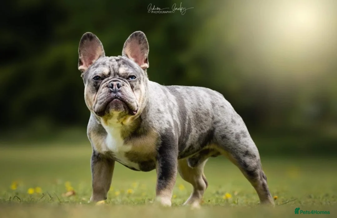 French Bulldog dogs for stud: Blue and tan quad merle in Sheffield - Advert 8