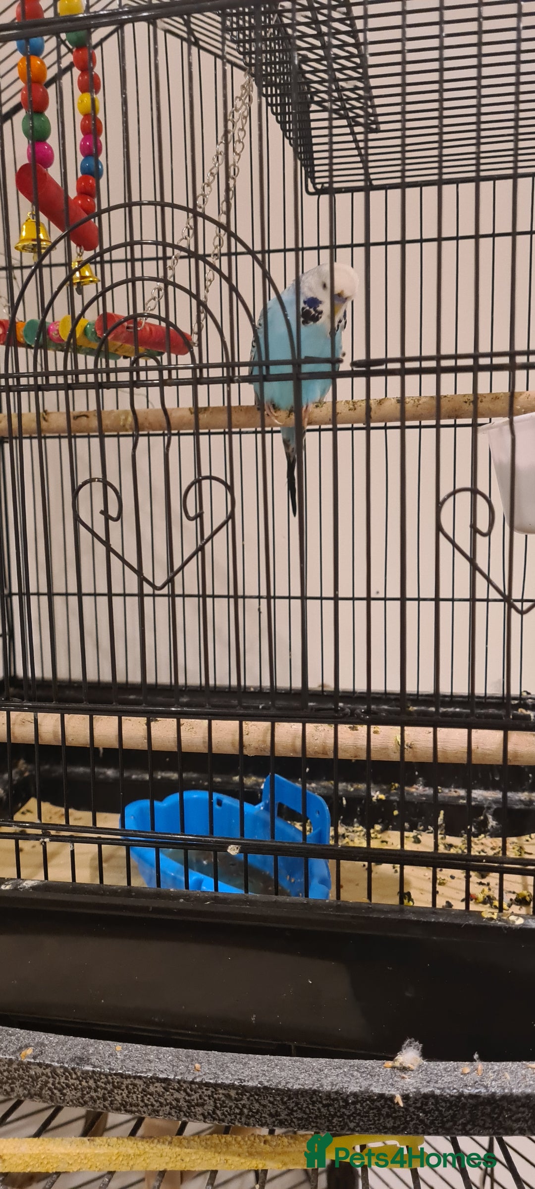 Canaries birds for sale: Breeding pair of yellow canarys plus male budgie - Advert 4