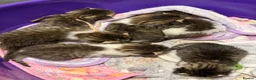 Mixed Breed cats for sale: Tabby kittens - Advert 13
