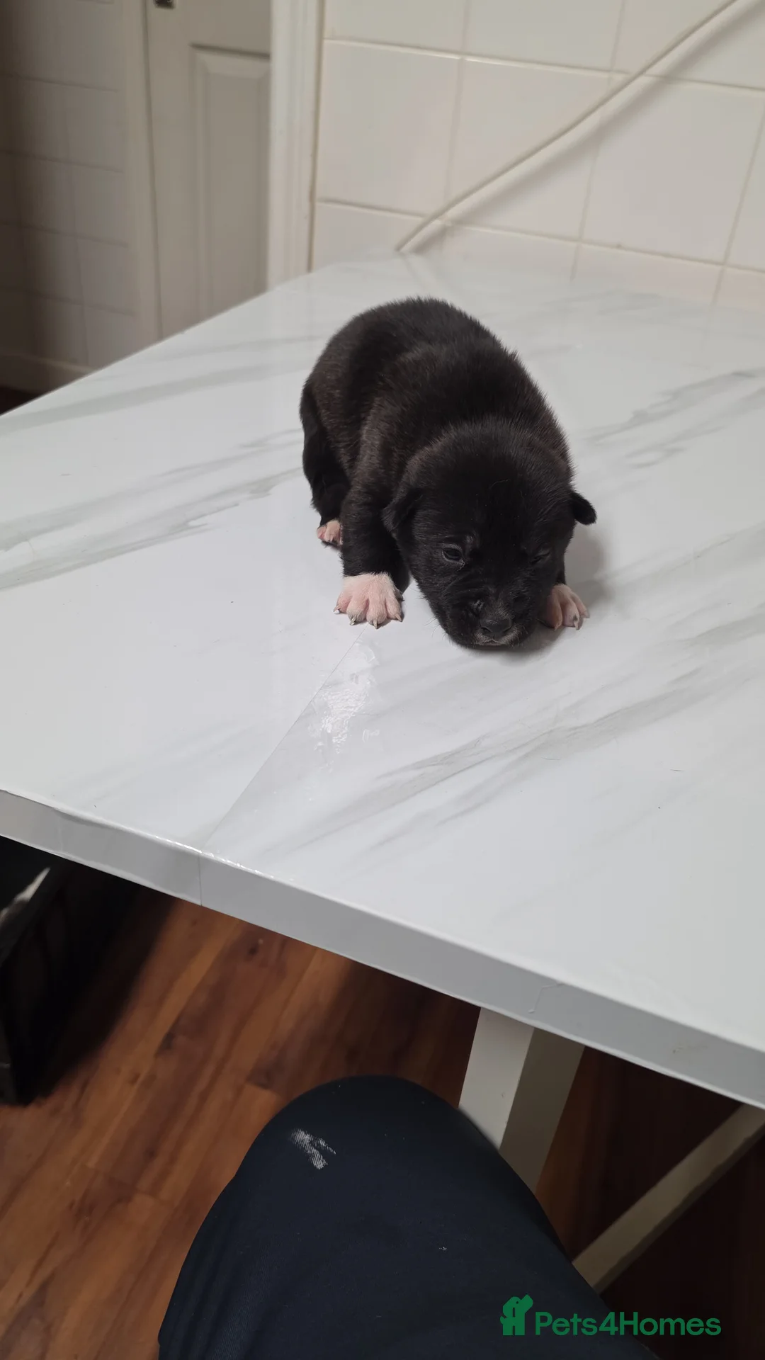 Mixed Breed dogs for sale: Siberian husky & American stuffy mix bread pupies - Advert 7