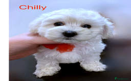 Maltipoo dogs for sale: Beautiful Maltipoo girls looking for lovely home  - Image 8