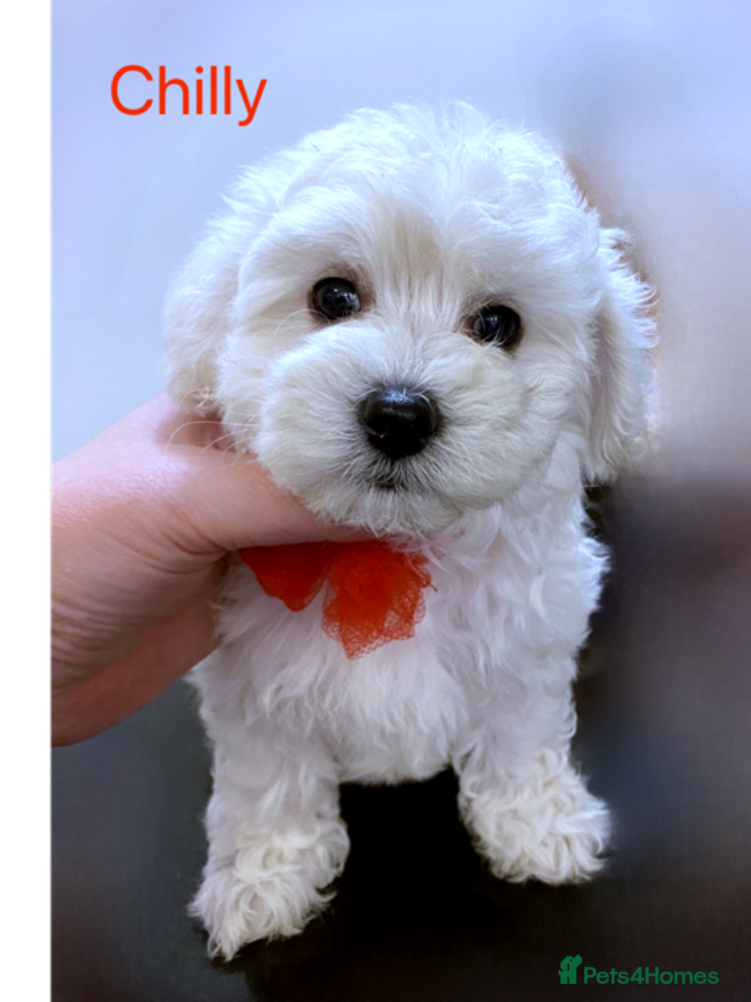 Maltipoo dogs for sale: Beautiful Maltipoo girls looking for lovely home  - Image 8