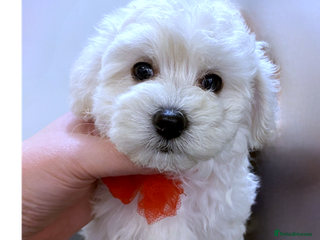Maltipoo dogs - Advert 7