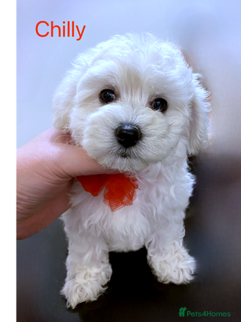 Maltipoo dogs - Advert 11