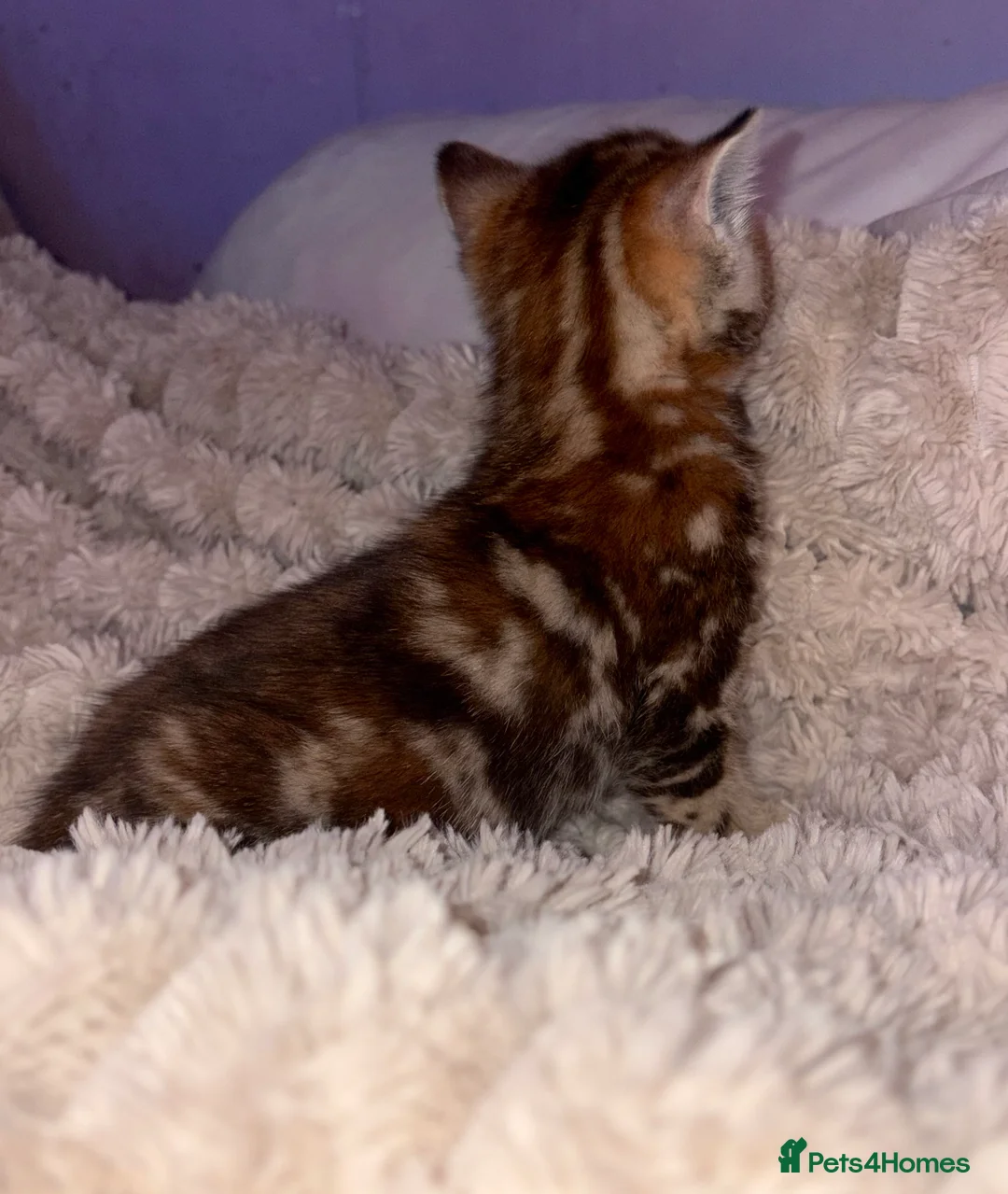 American Shorthair cats for sale: America shorthair x Bengal cross kittens  - Advert 2