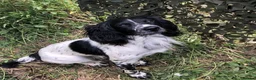 English Springer Spaniel dogs for sale: Health Tested Parents- KC Registered ESS - Advert 8