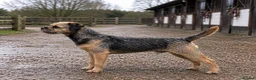 Border Terrier dogs for stud: Captain - Advert 1