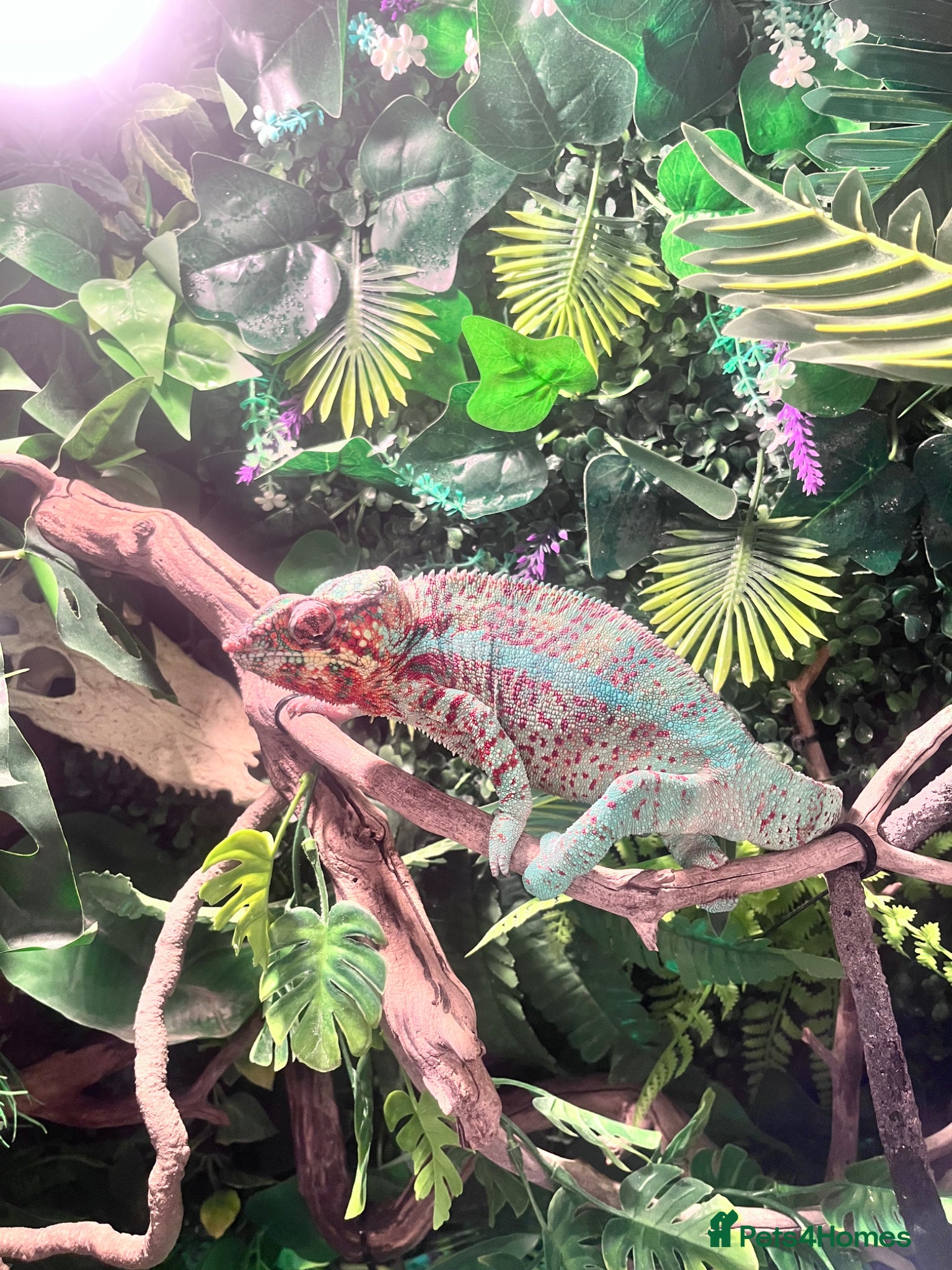 Chameleon reptiles Ambilobe Panther Chameleons  - Advert 4