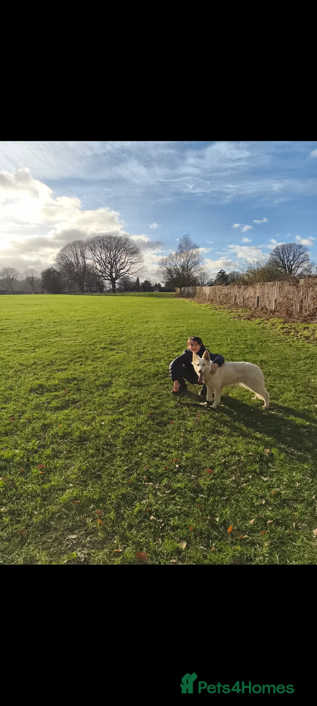 German Shepherd dogs for sale: 2 Female German Shepherd Alsatian Rehome together - Advert 2