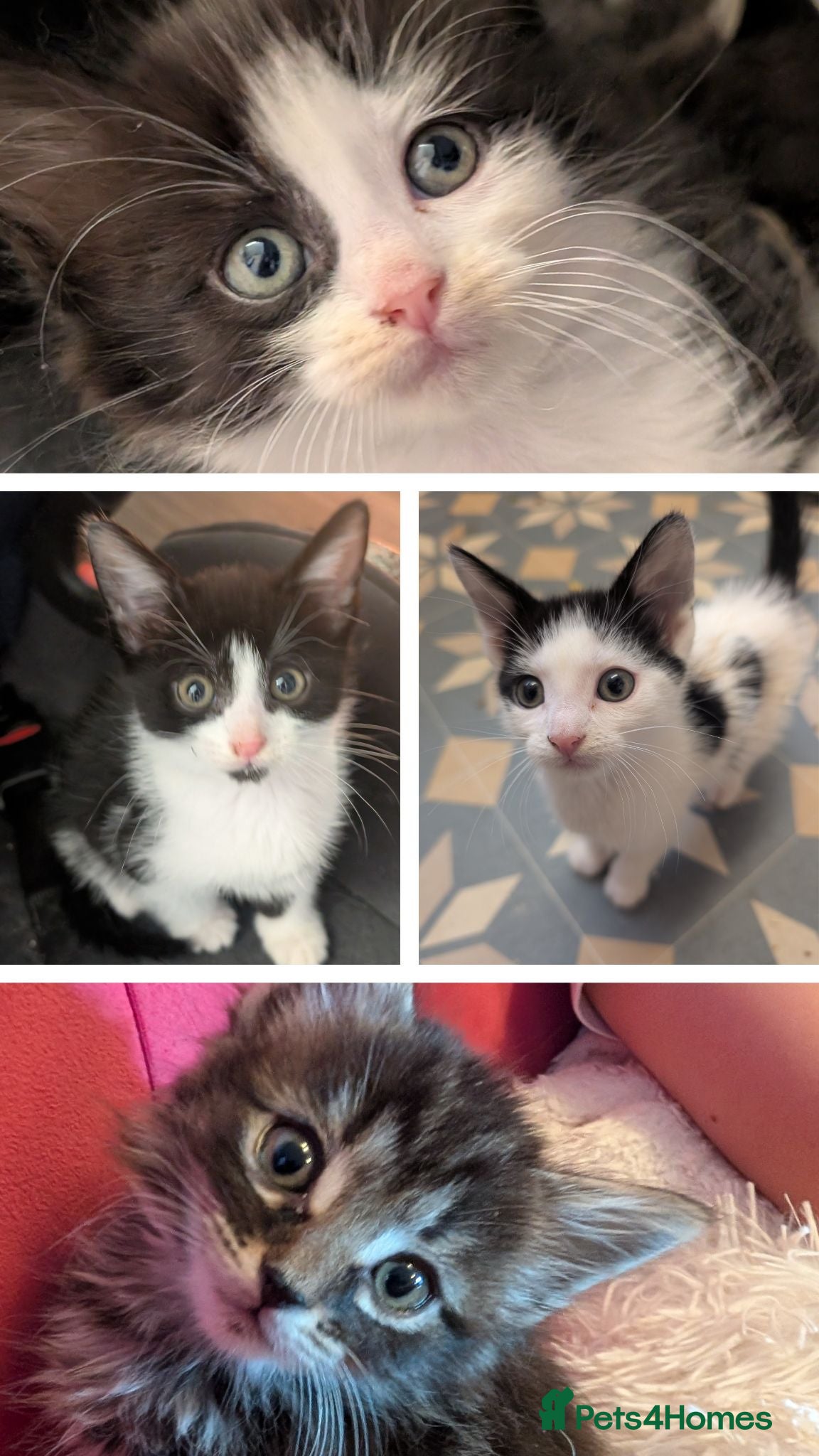 Domestic Shorthair cats 4 Gorgeous Kittens Ready Now  - Advert 16