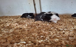 Guinea Pig rodents for sale: Female guinea pigs, various ages - Image 2