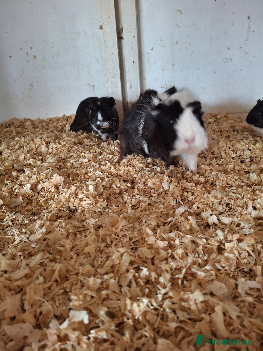 Guinea Pig rodents for sale: Female guinea pigs, various ages - Image 2