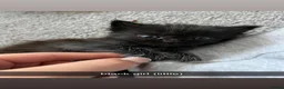 British Longhair cats for sale: 2 black boy kittens and 1 black girl  - Advert 2