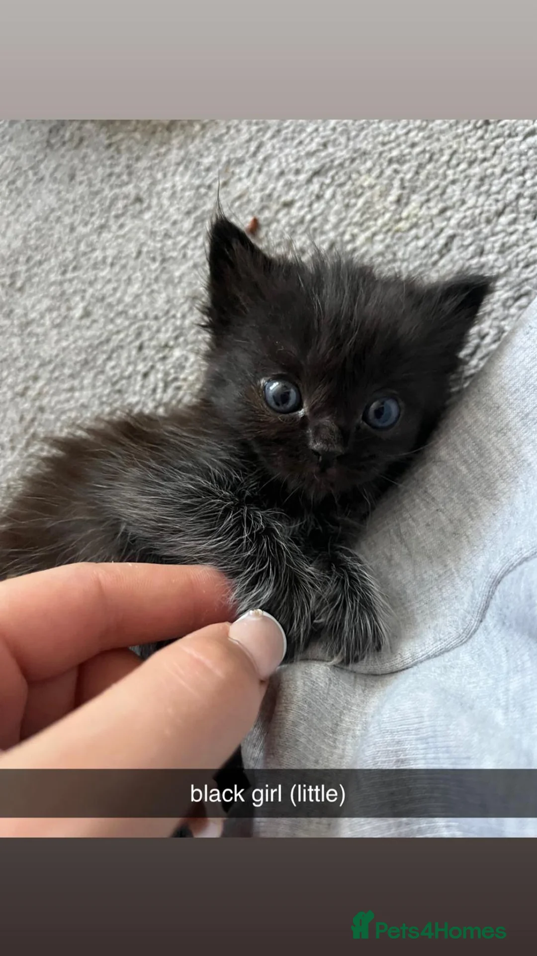 British Longhair cats for sale: 2 black boy kittens and 1 black girl  - Advert 2