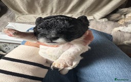 Mixed Breed dogs for sale: 6 beautiful Shihpoo + cotton de Tulear puppies - Image 9