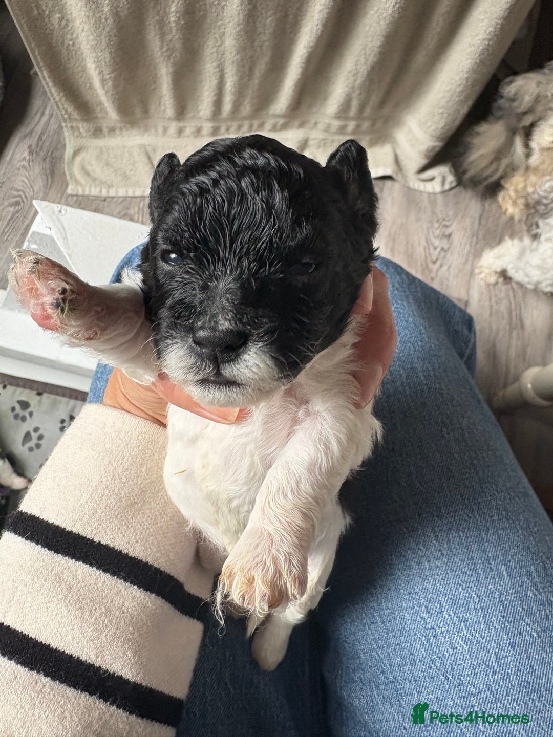 Mixed Breed dogs for sale: 6 beautiful Shihpoo + cotton de Tulear puppies - Image 9