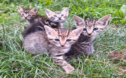 Mixed Breed cats for sale: Half Bengal kittens  - Image 1