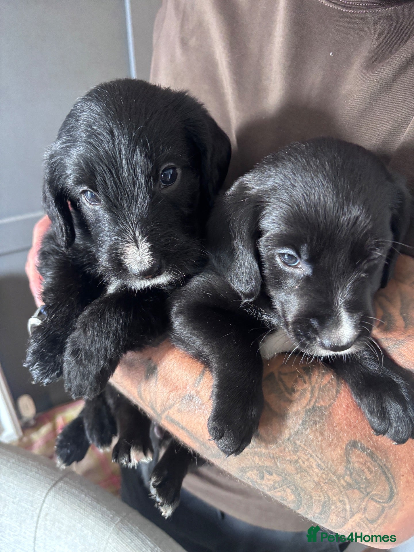 Mixed Breed dogs 🐾 Beautiful Colipoo Puppies – ONLY 2 LEFT 🐶  - Advert 2