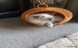 Ragdoll cats for sale: Male ragdoll for sale  - Image 9