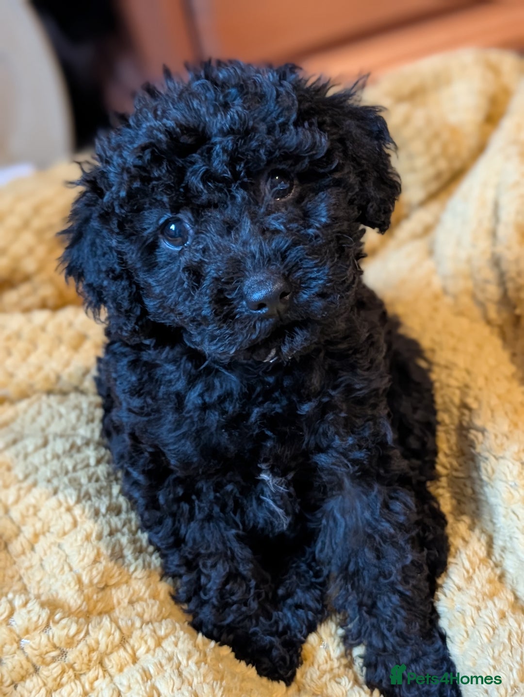 Chipoo dogs for sale: Beautiful tiny fluffy chipoos - Advert 11