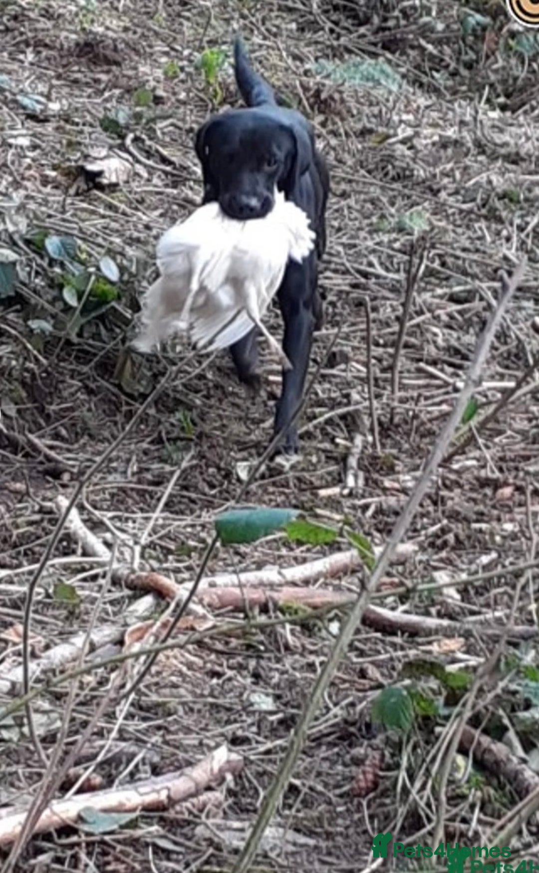 Labrador Retriever dogs for sale: QUALITY HEALTH TESTED KC LABRADOR PUPPIES  - Image 13