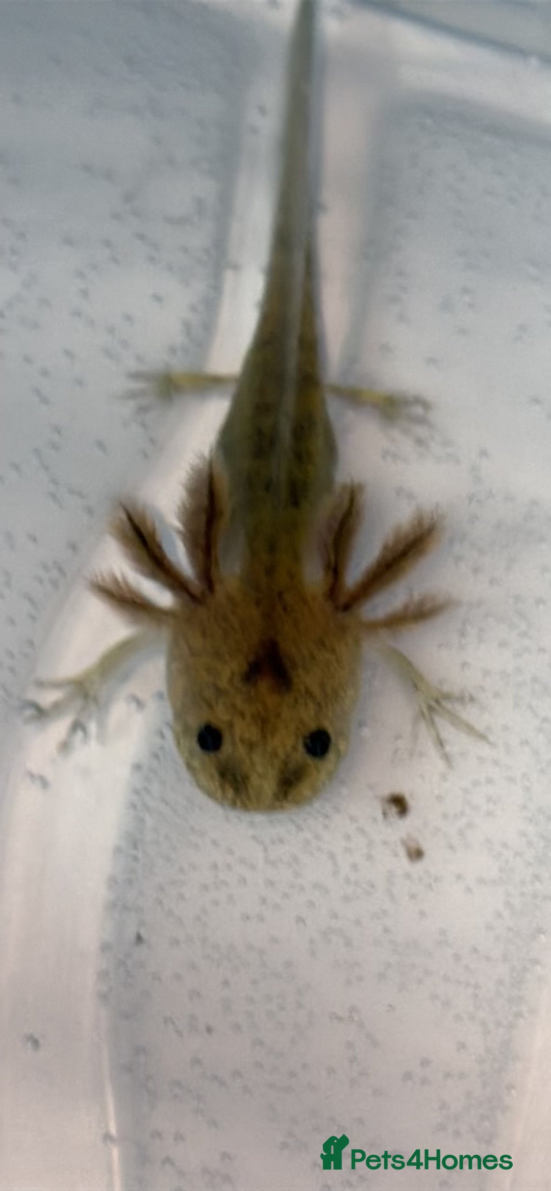 Axolotl reptiles for sale: Juvenile axolotl  - Advert 7