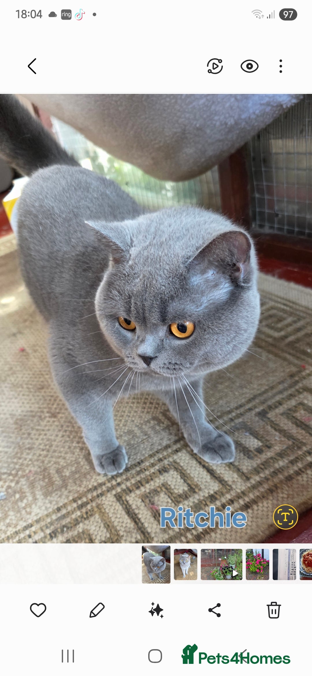 British Shorthair cats for stud: Blue Boy for Stud - Advert 2
