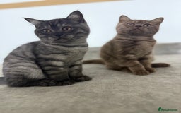 British Shorthair cats for sale: BSH x SF show quality kittens (REDUCED) - Image 39