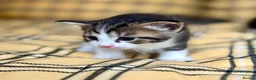 Mixed Breed cats for sale: Seven Beautiful Kittens Looking for Loving Homes - Advert 6