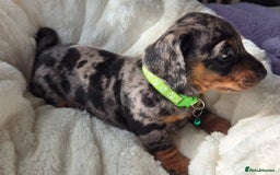 Miniature Dachshund dogs for sale: Stunning Pedigree Miniature Dachshund pups  - Image 14