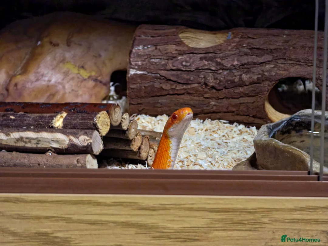 Corn Snake reptiles for sale: Pete- the Fire Stripe Cornsnake  in Nottingham - Advert 12