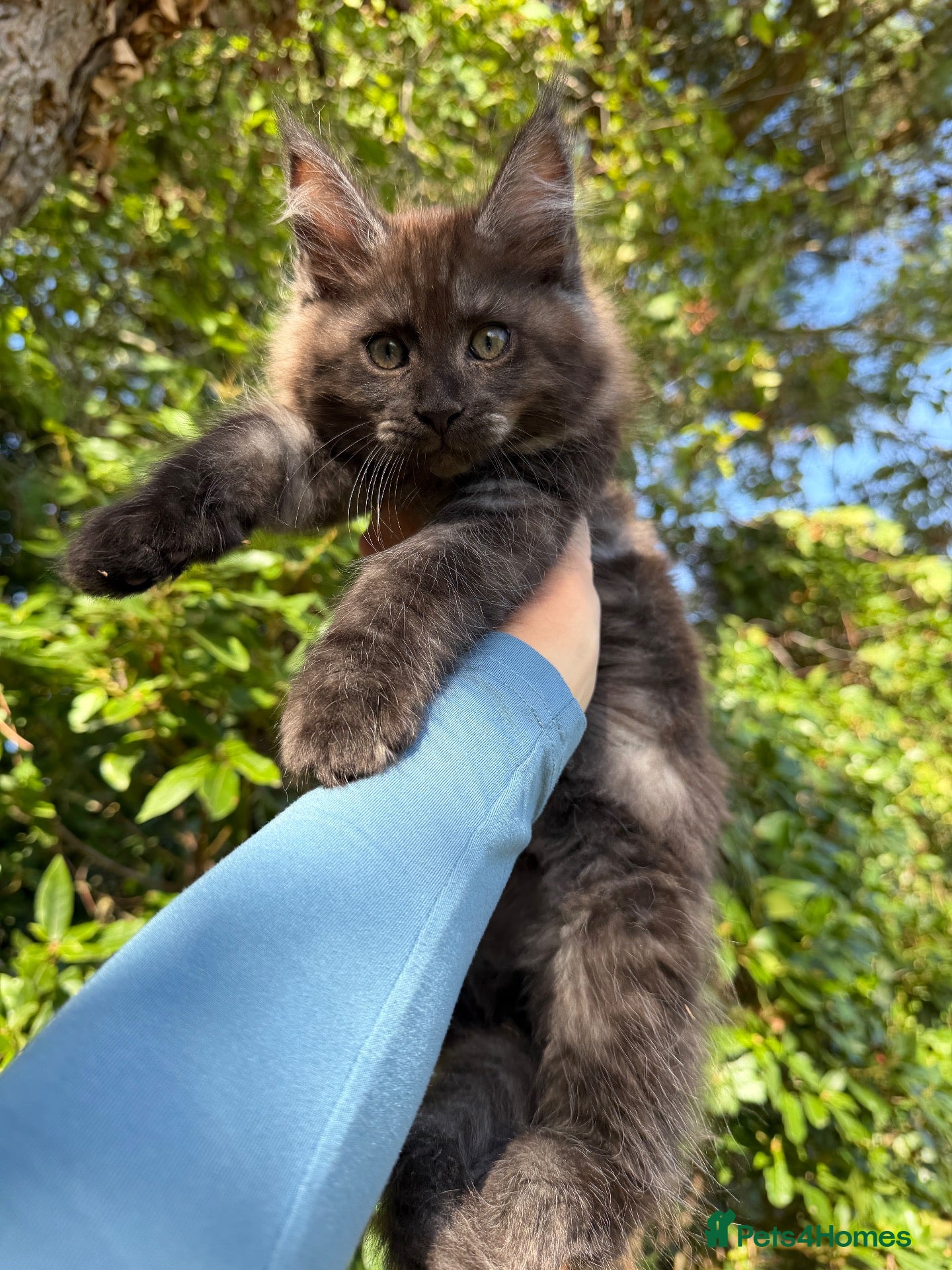 Maine Coon cats TICA Registered Pedigree Maine Coon Kittens - Advert 1