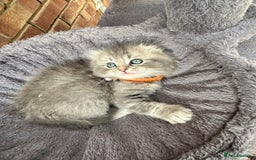 Scottish Fold cats for sale: Stunningly beautiful Scottish Fold x Ragdoll  - Image 11
