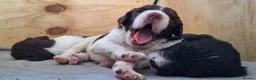 English Springer Spaniel dogs for sale: KC Working Springer Spaniel Puppies Great Pedigree - Advert 6