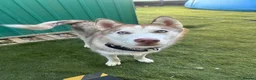 Siberian Husky dogs for sale: Full SiberianHusky Looking for a Loving Home - Advert 3