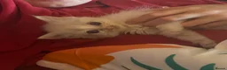 Ragdoll cats for sale: Stunning Ragdoll Kittens  - Advert 4