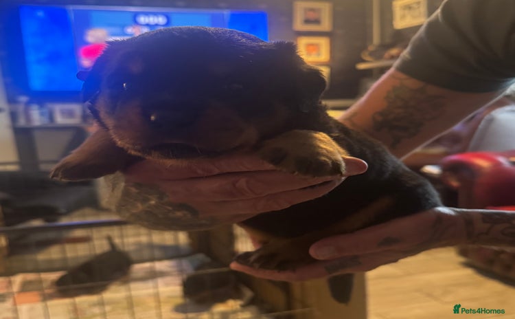 Rottweiler dogs - Advert 10