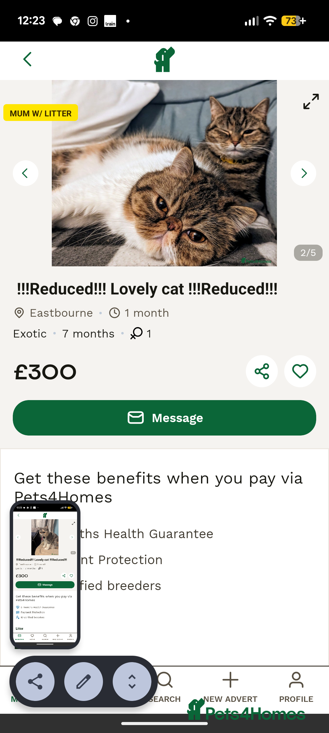 Exotic cats for sale: Reservation  - Advert 2