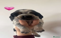 Cocker Spaniel dogs for sale: KC registered Show Type Cocker Spaniels - Image 4
