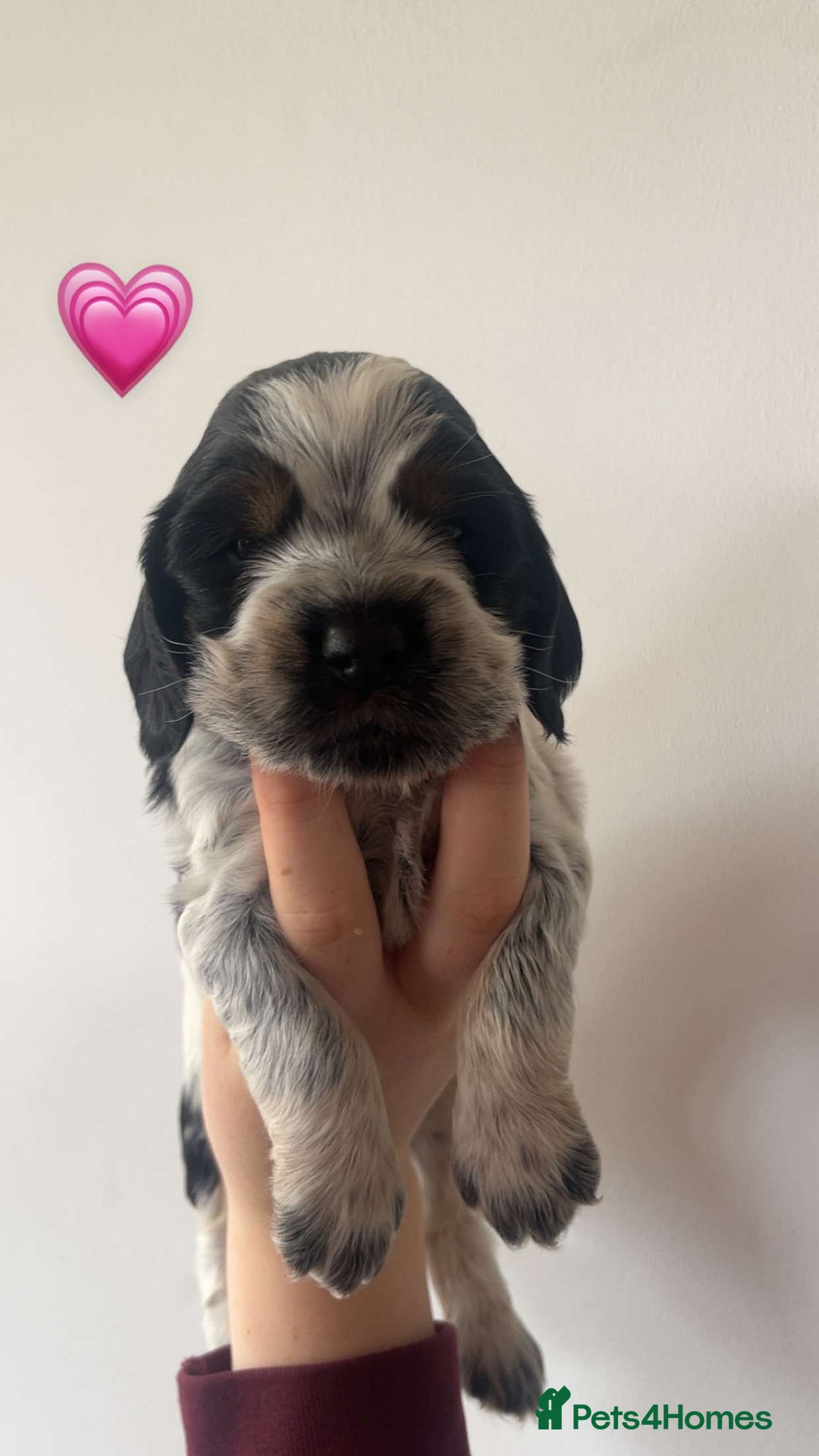 Cocker Spaniel dogs for sale: KC registered Show Type Cocker Spaniels - Image 4