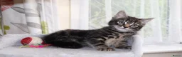 Mixed Breed cats for sale: Tabby Kittens Ready for Collection  - Advert 2