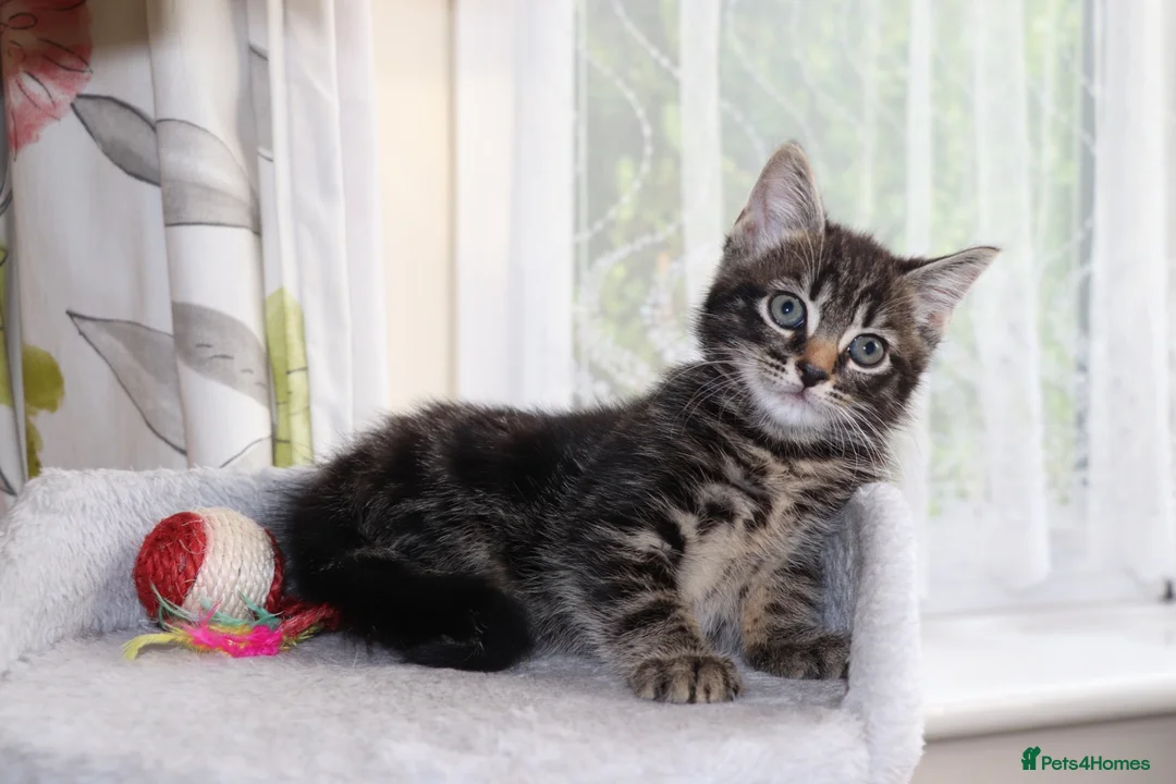 Mixed Breed cats for sale: Tabby Kittens Ready for Collection  - Advert 2
