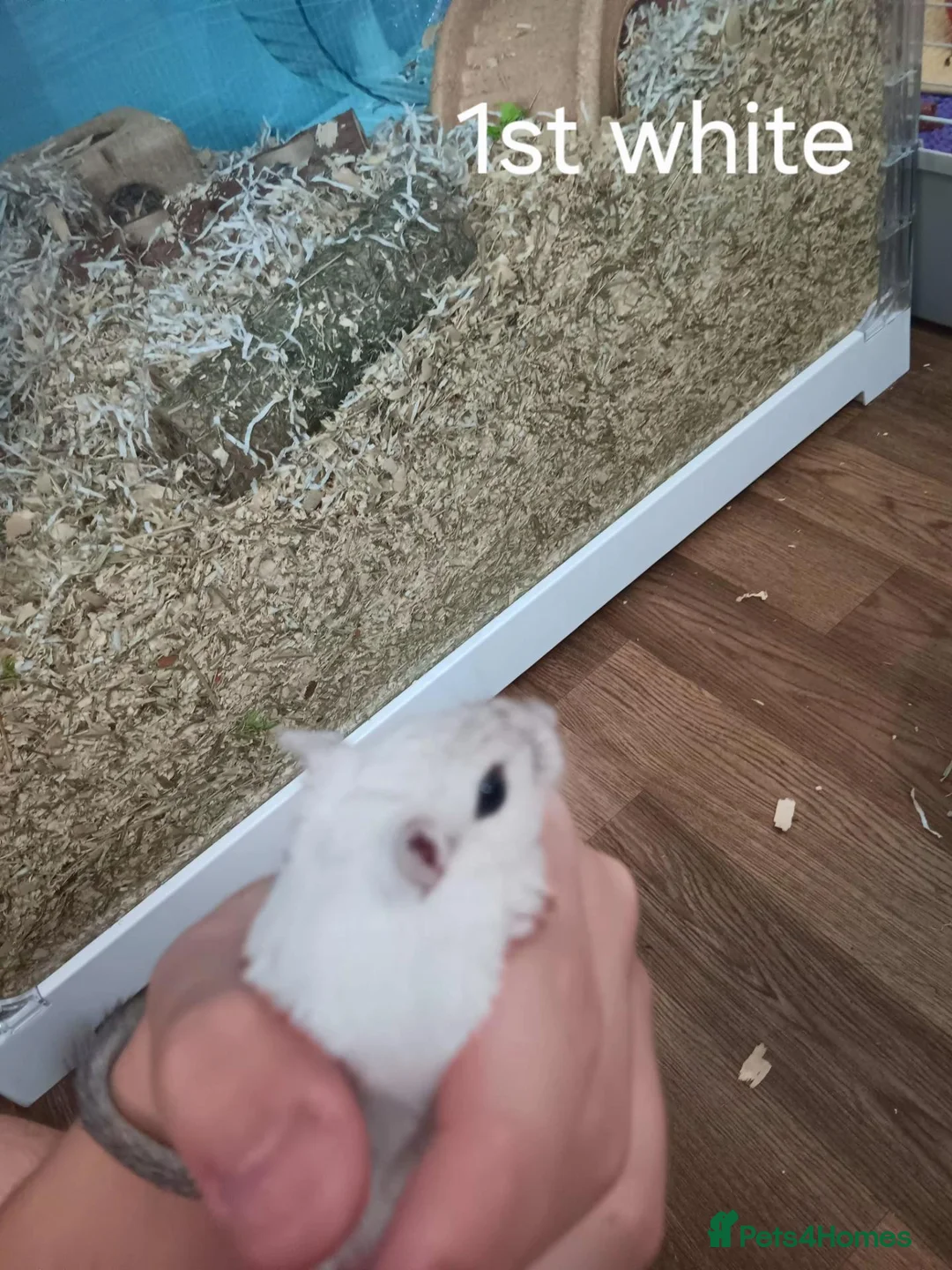 Gerbil rodents for sale: 8 Male Gerbils– Preferably Rehomed Together 🐹 - Advert 8