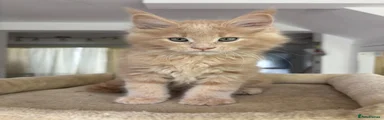 Maine Coon Kitten 2