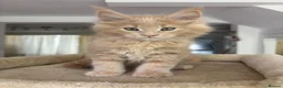 Maine Coon cats for sale: TICA Reg Maine Coon Kittens Ginger Red Cream - Advert 25