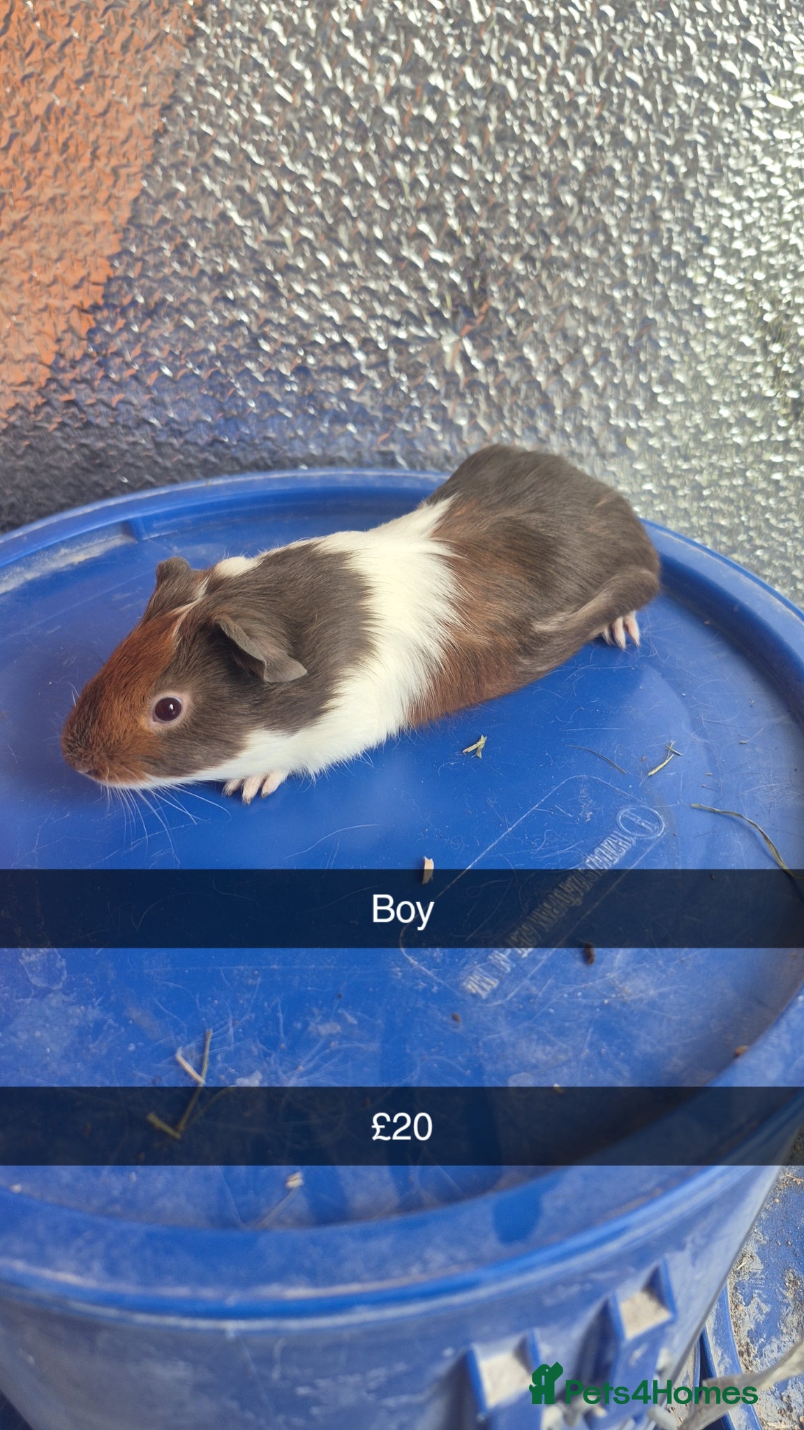 Guinea Pig rodents Baby Guniea Pigs  - Advert 2