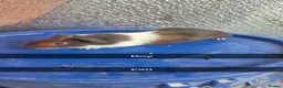 Guinea Pig rodents for sale: Baby Guniea Pigs  - Advert 4