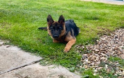 German Shepherd dogs for sale: New Home ASAP – 5-Month-Old German Shepherd  - Image 5