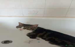 European cats for sale: 3 years old Male Cat  - Image 1